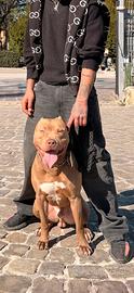 Pitbull per MONTA