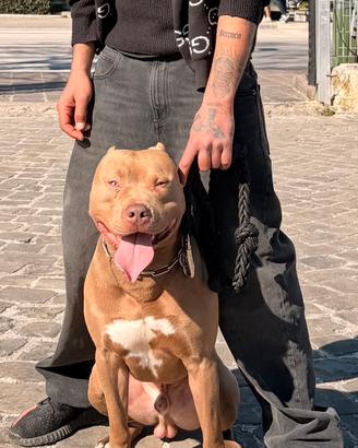 Pitbull per MONTA