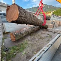 2 tronchi di Thuja 300 cm