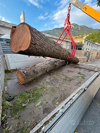 2 tronchi di Thuja 300 cm