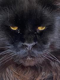 Giganti Garantiti Maine Coon XXL(TopLine)