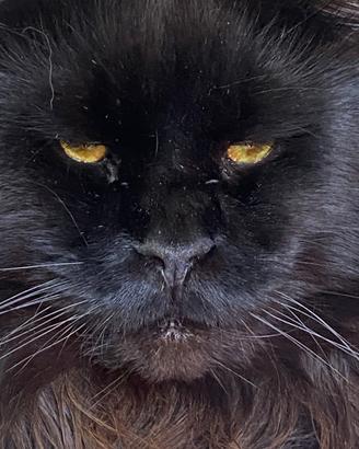 Giganti Garantiti Maine Coon XXL(TopLine)