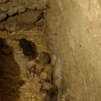 Cuccioli di 40 giorni, sverminati una volta