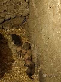 Cuccioli di 40 giorni, sverminati una volta