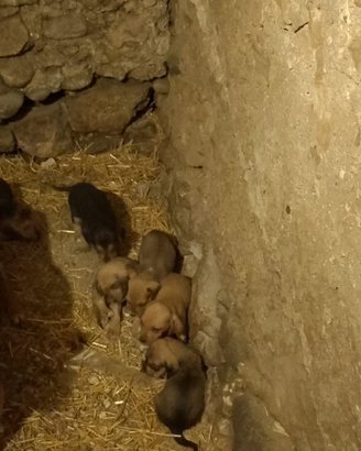 Cuccioli di 40 giorni, sverminati una volta