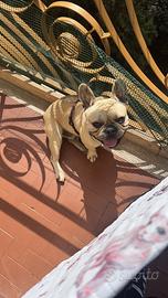 Bulldog francese fulvo champagne