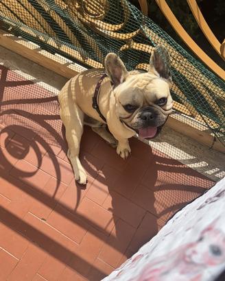 Bulldog francese fulvo champagne