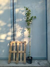 Piante in svendita(Aceri,Frassino,Palme,frutti)