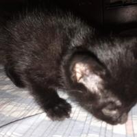 Gatto nero, grigio e sfumato