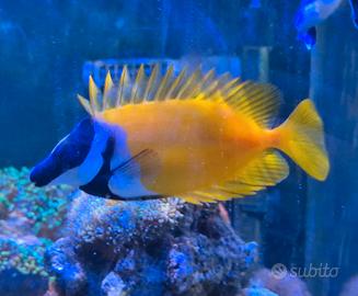 Siganus vulpinus