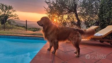 Golden Retriver