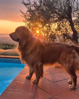 Golden Retriver