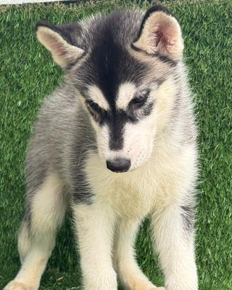 Husky