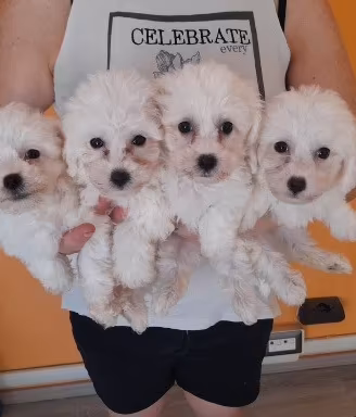 Bichon a pòil frisè