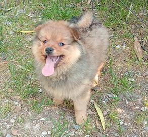 Spitz piccolo
