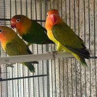 Inseparabili Fischer