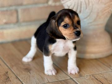 Beagle