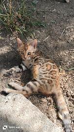 Gattine del bengala pedigree Anfi