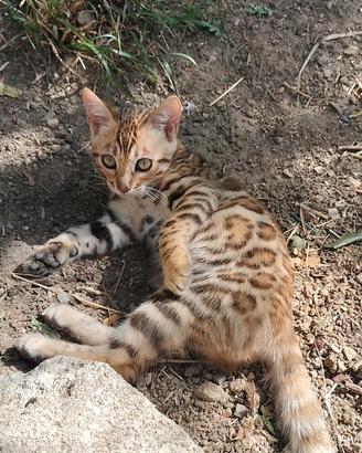 Gattine del bengala pedigree Anfi