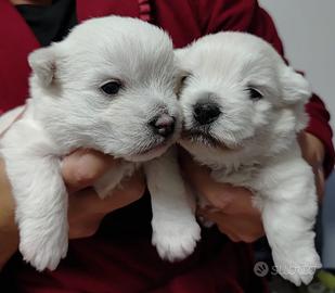 Cuccioli Westy