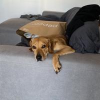 Cane taglia media (15kg) incrocio