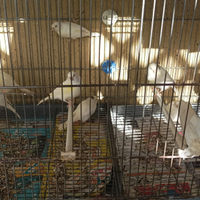 Canarini Novelli 2025