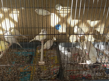 Canarini Novelli 2025