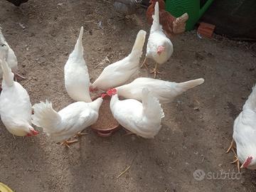 Galline ovaiole rosse e livornesi