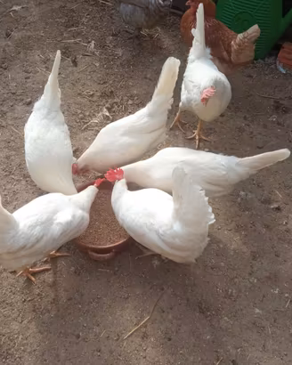 Galline ovaiole rosse e livornesi