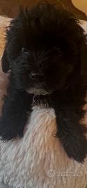 Cucciole maltipoo