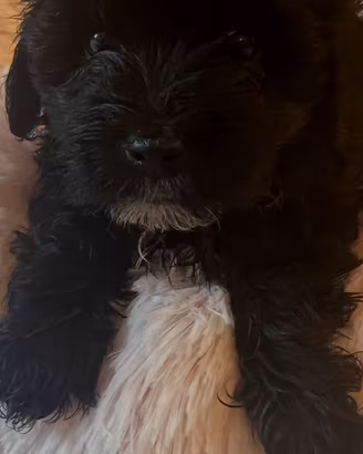 Cucciole maltipoo