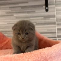 Scottish fold