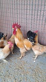 Galline razza Bionde Piemontese