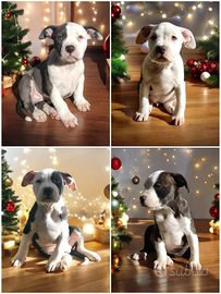 Cuccioli Amstaff Pedigree Enci ultimi 4