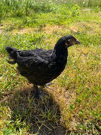 Pulcini Marans