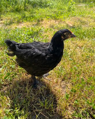 Pulcini Marans