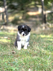 Border collie super con pedigree