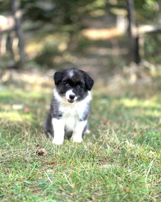 Border collie super con pedigree