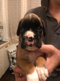 Cuccioli di boxer
