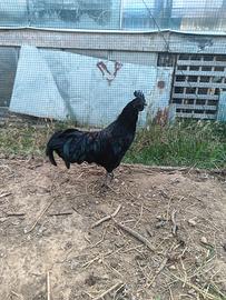 Pollo gallo Ayman Cemano