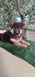 Cuccioli pastore tedesco
