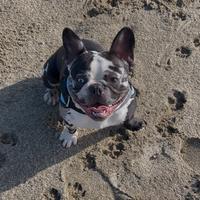 Bulldogue francese esotico per monta