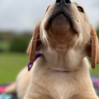 Cuccioli di Labrador Retriever Gialli