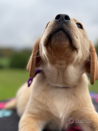 Cuccioli di Labrador Retriever Gialli