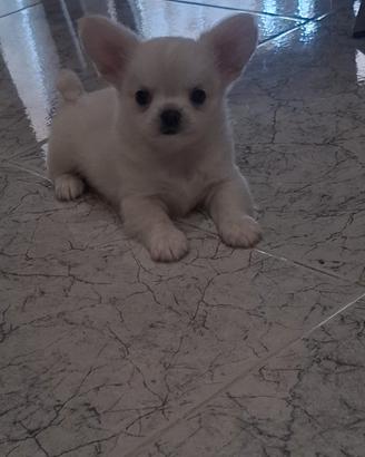 Cuccioli di chihuahua Toy 
