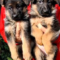 Cuccioli pastore tedesco