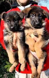 Cuccioli pastore tedesco