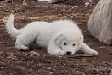 Cuccioli Maremmano Abruzzese con pedigree
