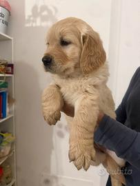 Golden Retriver 100% inglesi con pedigree