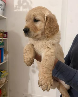 Golden Retriver 100% inglesi con pedigree